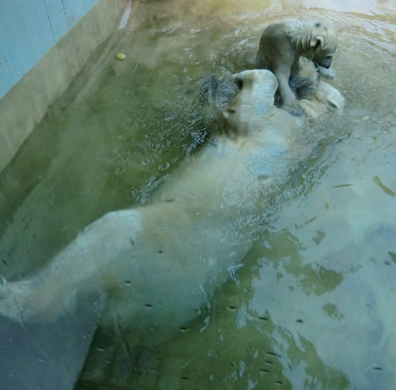 Badespaß für Eisbären am 3. Juni 2012 im Wuppertaler Zoo