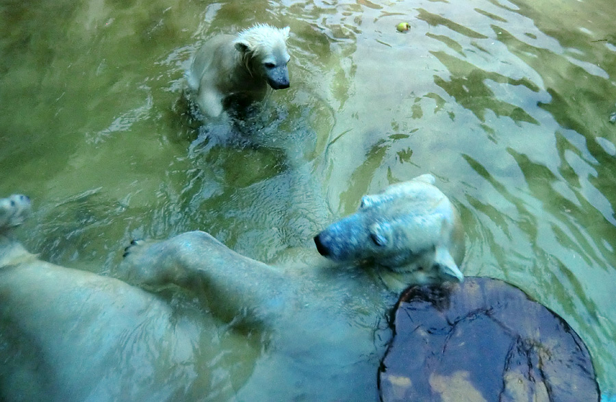 Badespaß für Eisbären am 3. Juni 2012 im Zoo Wuppertal