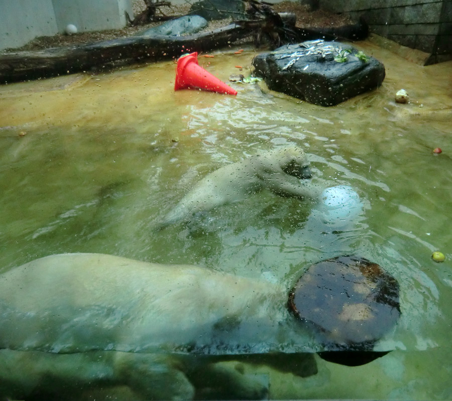 Badespaß für Eisbären am 3. Juni 2012 im Zoologischen Garten Wuppertal