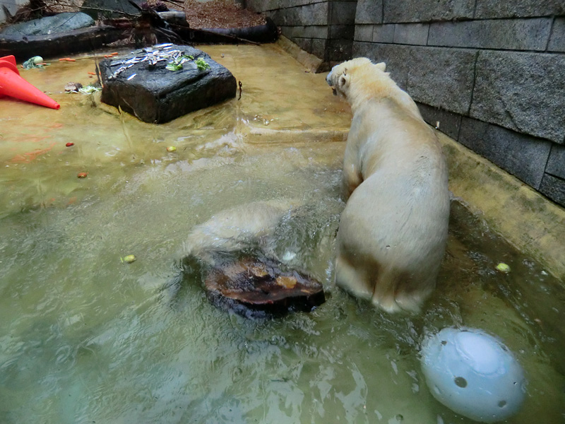 Badespaß für Eisbären am 3. Juni 2012 im Zoologischen Garten Wuppertal