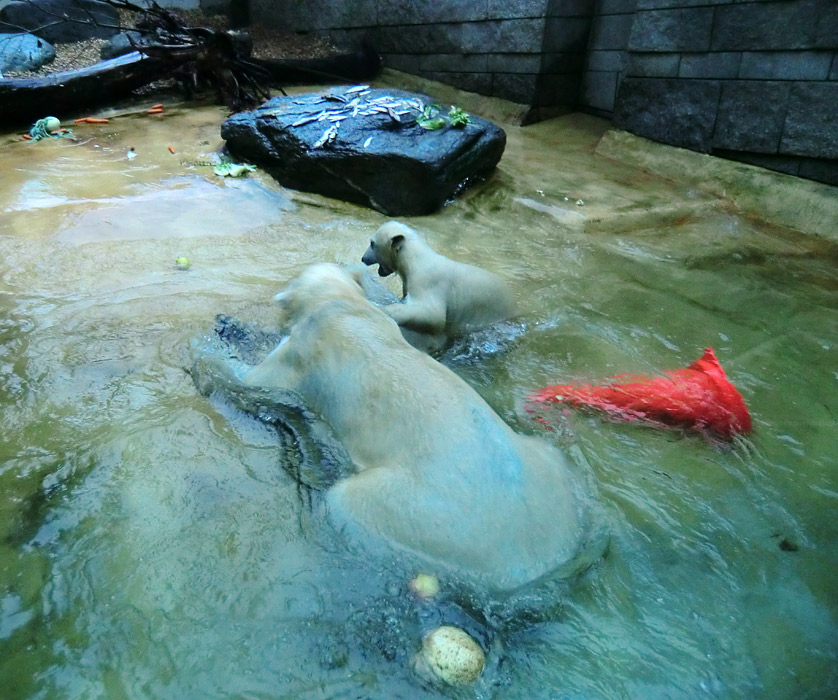 Badespaß für Eisbären am 3. Juni 2012 im Wuppertaler Zoo