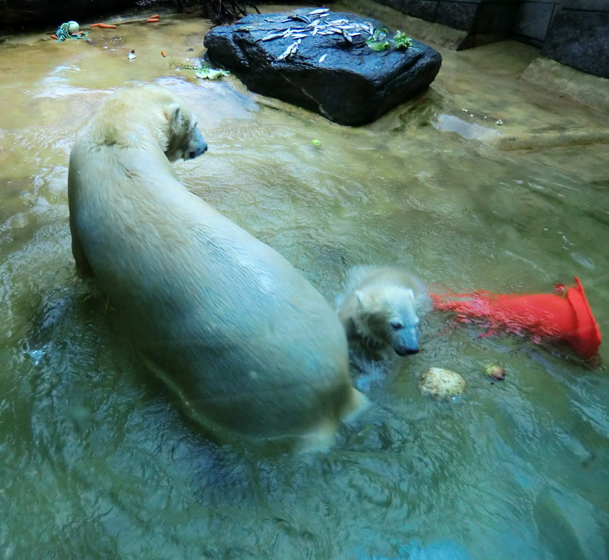 Badespaß für Eisbären am 3. Juni 2012 im Zoo Wuppertal