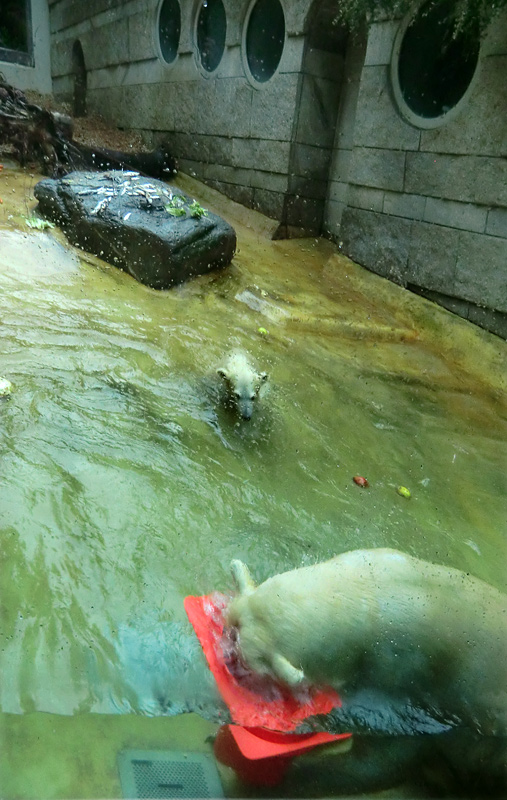 Badespaß für Eisbären am 3. Juni 2012 im Wuppertaler Zoo