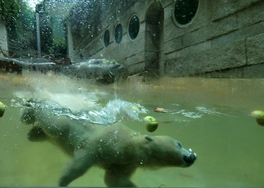 Badespaß für Eisbären am 3. Juni 2012 im Wuppertaler Zoo