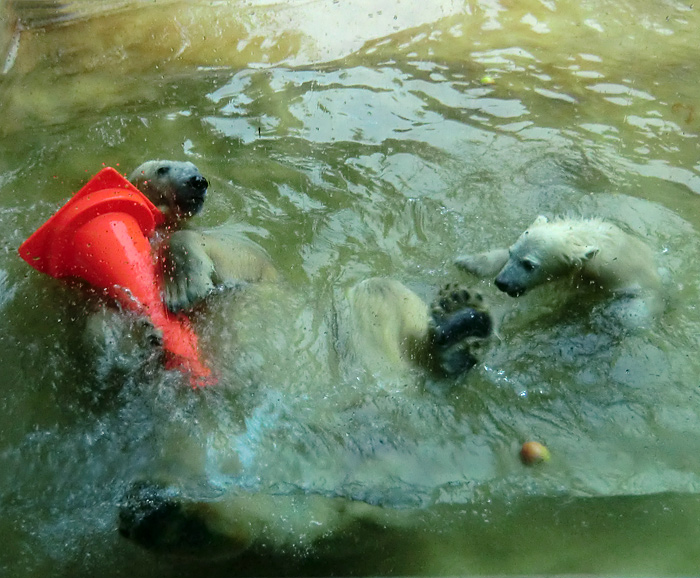 Badespaß für Eisbären am 3. Juni 2012 im Wuppertaler Zoo