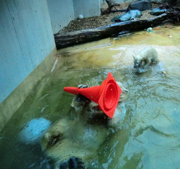 Badespaß für Eisbären am 3. Juni 2012 im Zoo Wuppertal