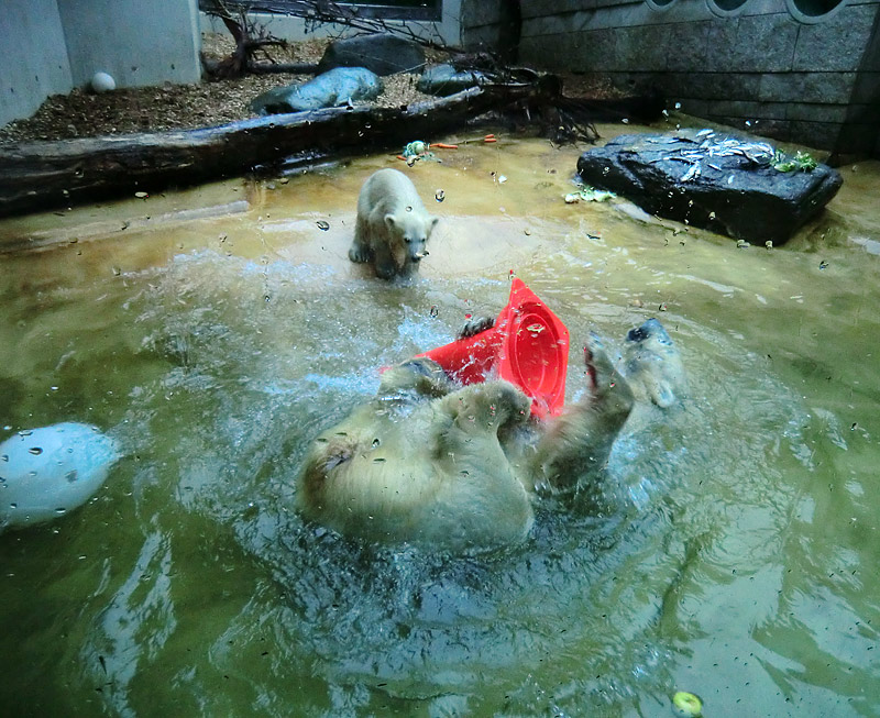 Badespaß für Eisbären am 3. Juni 2012 im Wuppertaler Zoo