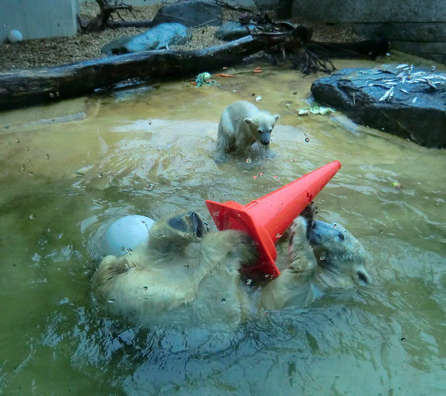 Badespaß für Eisbären am 3. Juni 2012 im Zoo Wuppertal