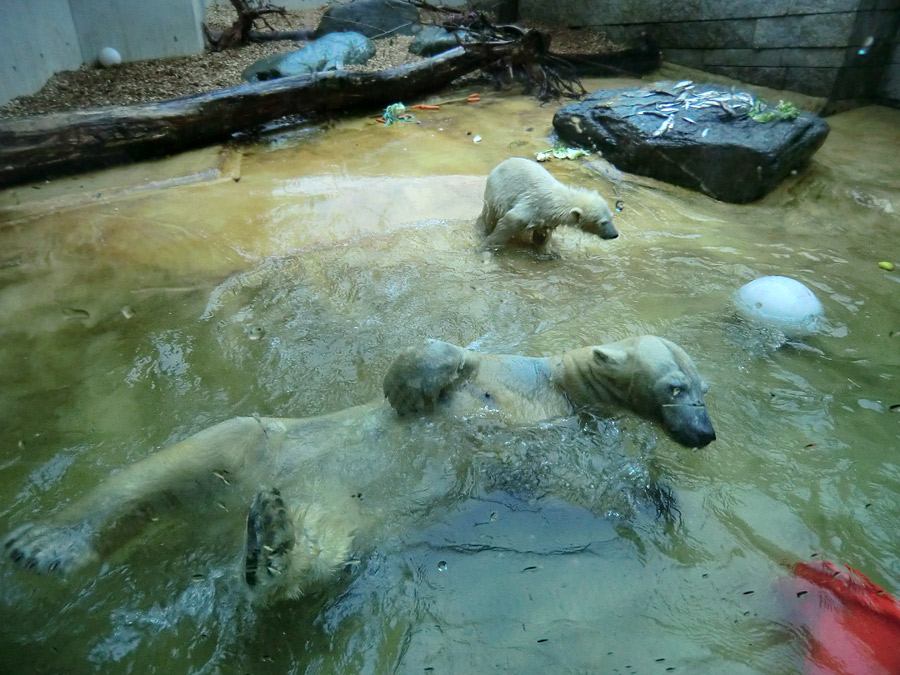 Badespaß für Eisbären am 3. Juni 2012 im Wuppertaler Zoo