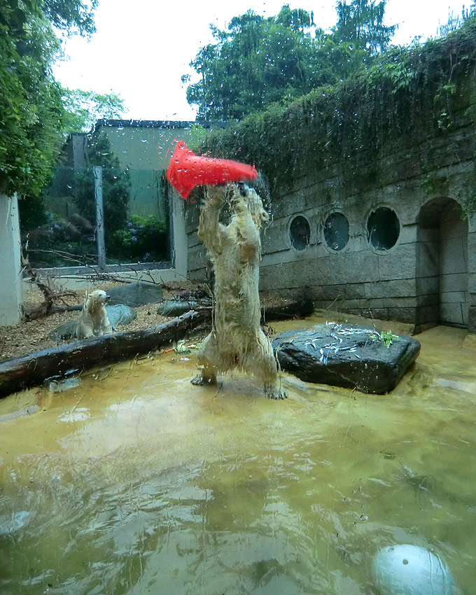 Badespaß für Eisbären am 3. Juni 2012 im Wuppertaler Zoo