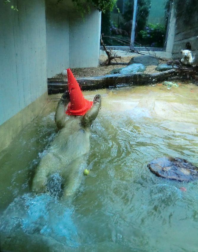 Badespaß für Eisbären am 3. Juni 2012 im Zoo Wuppertal