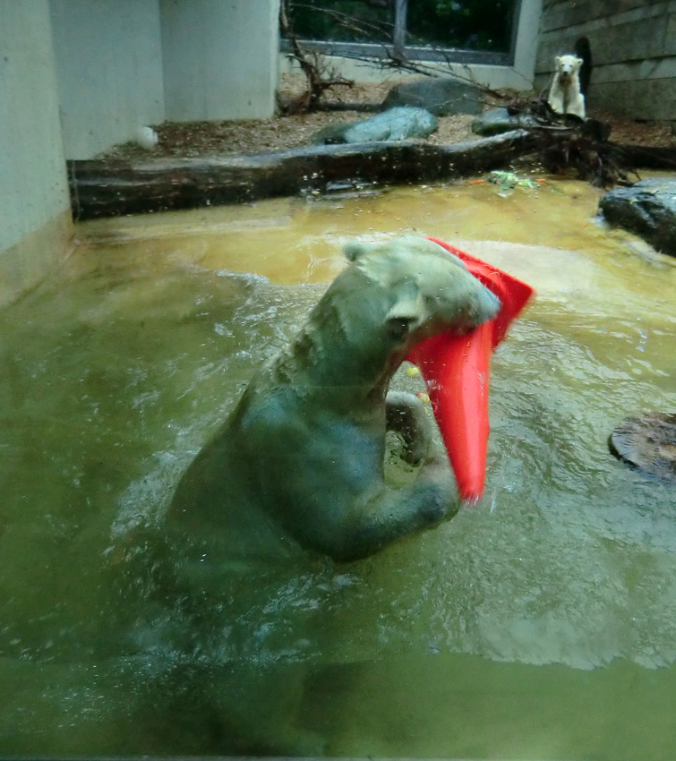 Badespaß für Eisbären am 3. Juni 2012 im Zoologischen Garten Wuppertal