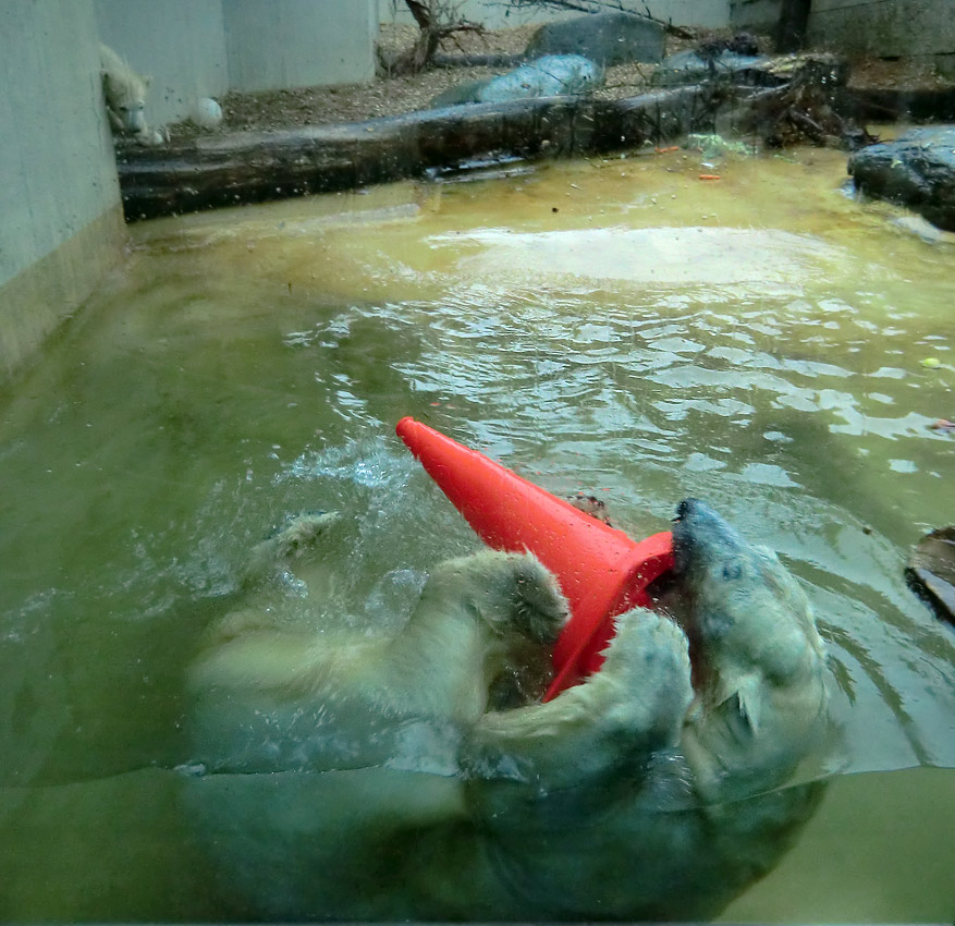 Badespaß für Eisbären am 3. Juni 2012 im Wuppertaler Zoo