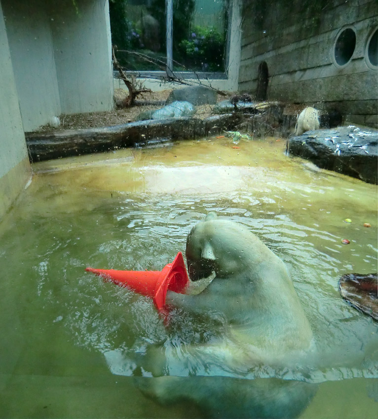 Badespaß für Eisbären am 3. Juni 2012 im Zoo Wuppertal