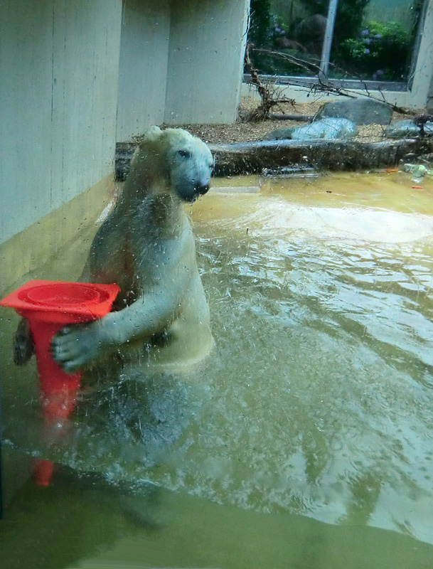 Badespaß für Eisbären am 3. Juni 2012 im Zoologischen Garten Wuppertal