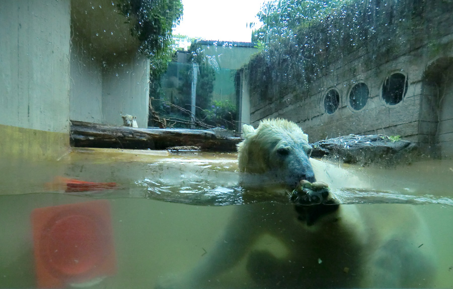 Badespaß für Eisbären am 3. Juni 2012 im Wuppertaler Zoo