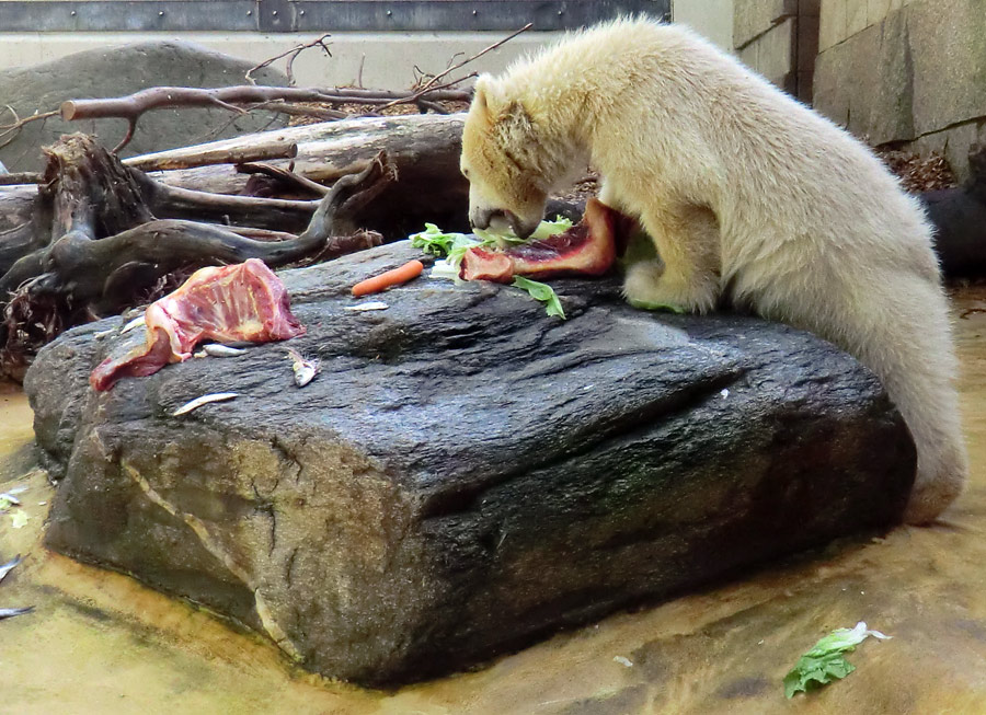 Eisbärmädchen ANORI am 5. Juni 2012 im Zoologischen Garten Wuppertal