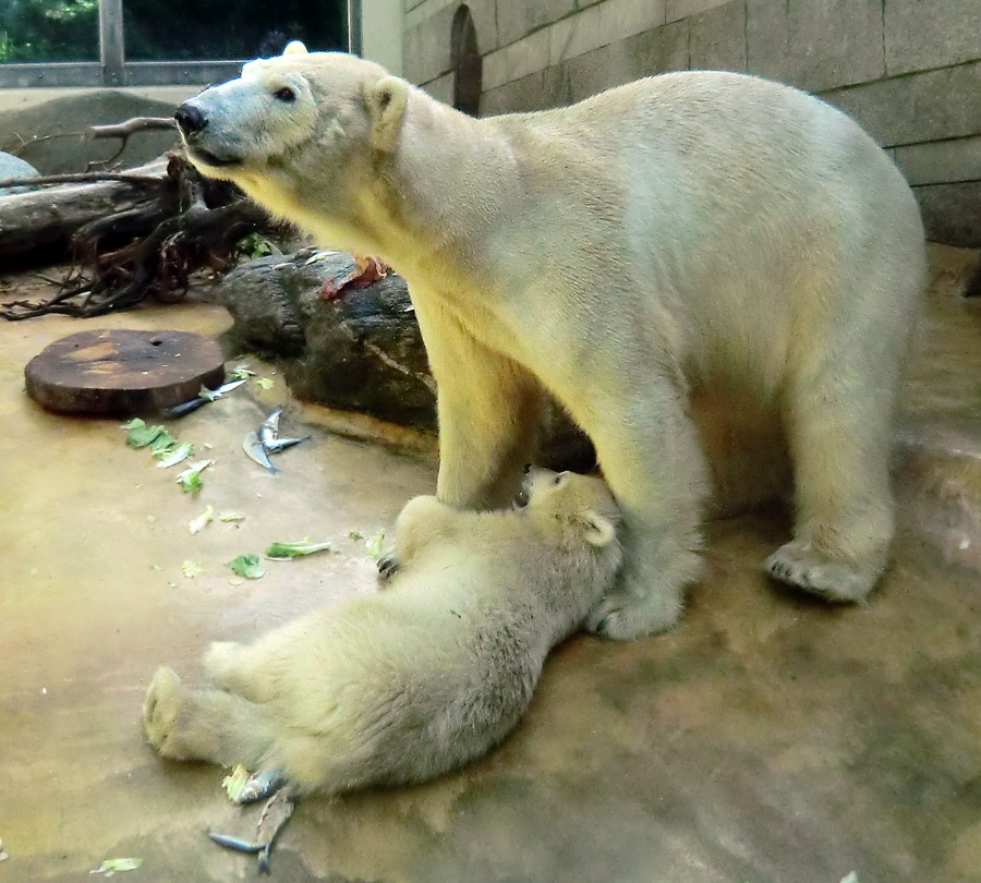 Eisbärmädchen ANORI und Eisbärin VILMA am 5. Juni 2012 im Zoo Wuppertal