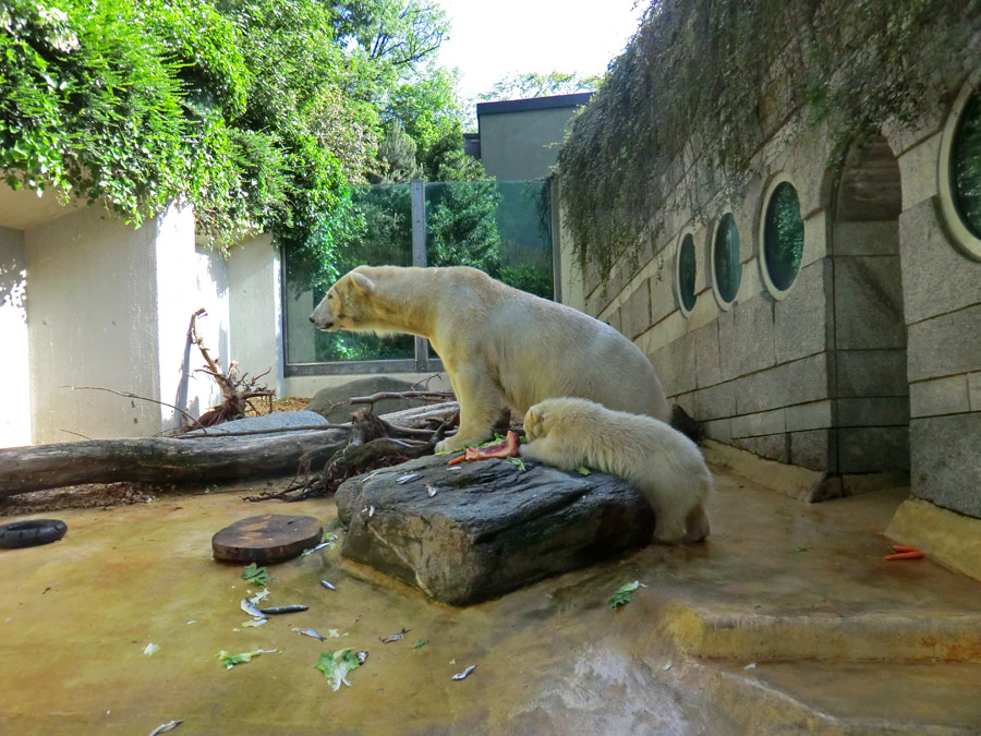 Eisbärin VILMA und Eisbärmädchen ANORI am 5. Juni 2012 im Zoologischen Garten Wuppertal