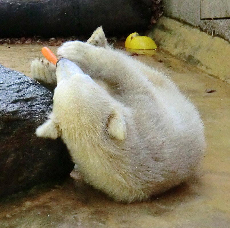 Eisbärmädchen ANORI am 5. Juni 2012 im Wuppertaler Zoo