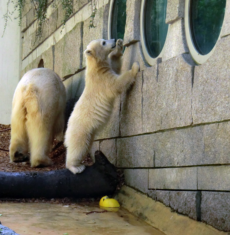 Eisbärin VILMA und Eisbärmädchen ANORI am 5. Juni 2012 im Wuppertaler Zoo