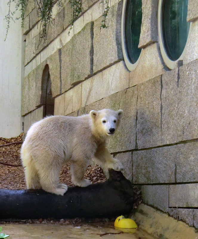 Eisbärmädchen ANORI am 5. Juni 2012 im Wuppertaler Zoo