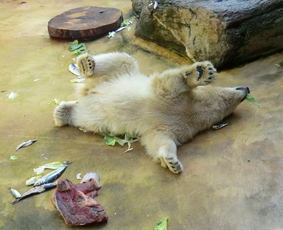 Eisbärmädchen ANORI am 5. Juni 2012 im Zoologischen Garten Wuppertal