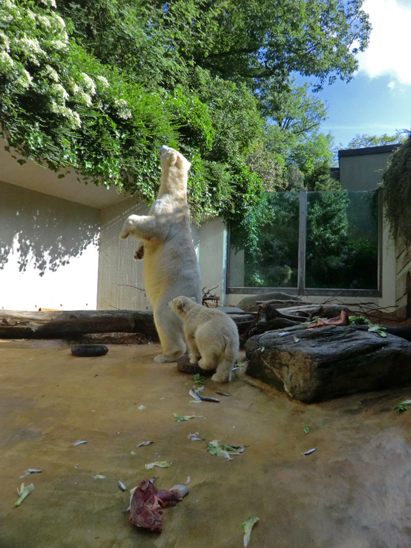 Eisbärin VILMA und Eisbärmädchen ANORI am 5. Juni 2012 im Zoo Wuppertal