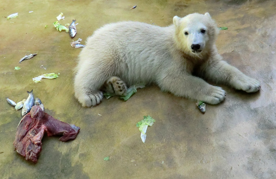 Eisbärmädchen ANORI am 5. Juni 2012 im Wuppertaler Zoo