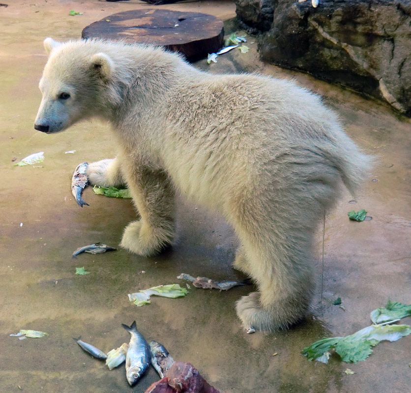 Eisbärmädchen ANORI am 5. Juni 2012 im Zoologischen Garten Wuppertal