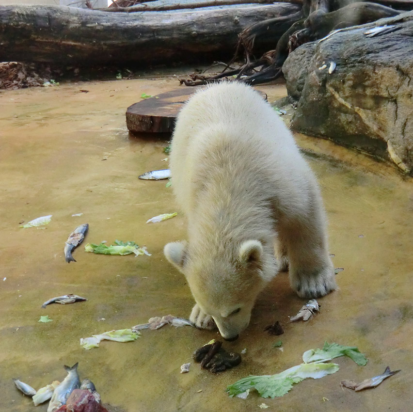 Eisbärmädchen ANORI am 5. Juni 2012 im Zoologischen Garten Wuppertal