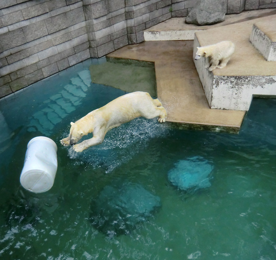 Eisbär am 7. Juni 2012 im Zoo Wuppertal