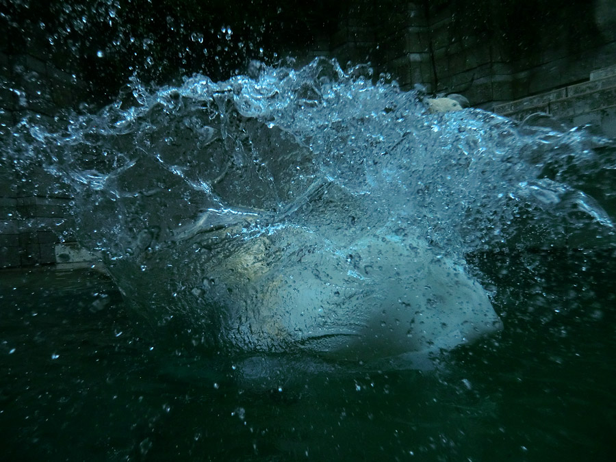 Eisbär am 7. Juni 2012 im Wuppertaler Zoo