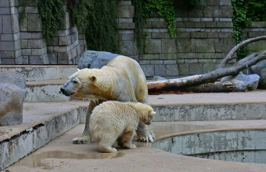 Eisbär am 7. Juni 2012 im Wuppertaler Zoo