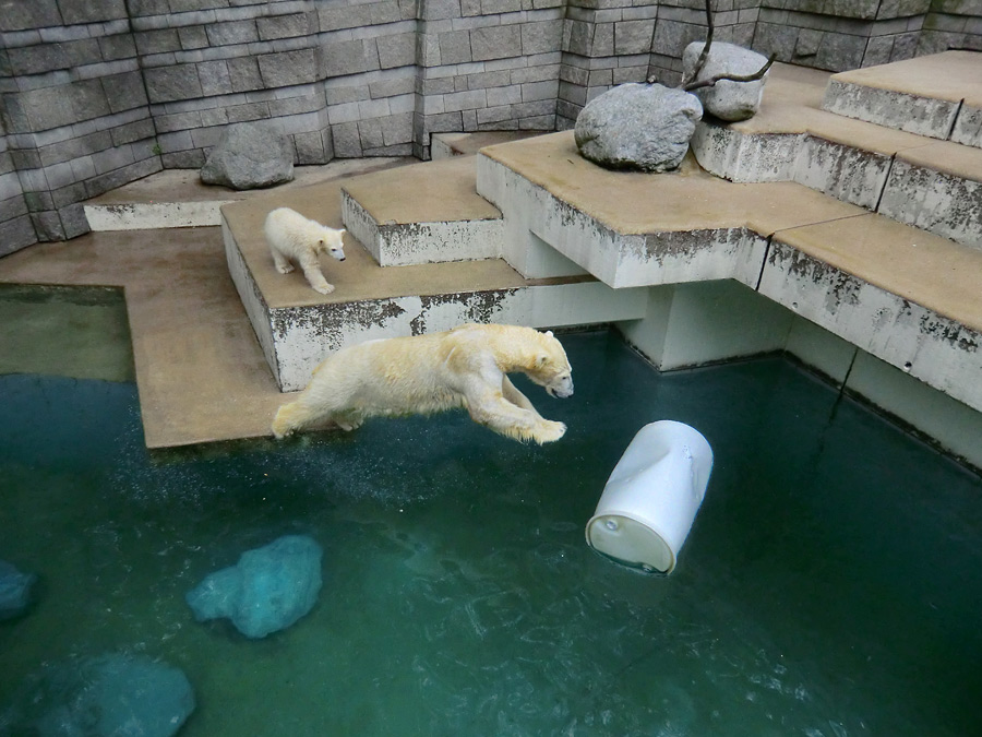 Eisbär am 7. Juni 2012 im Zoo Wuppertal