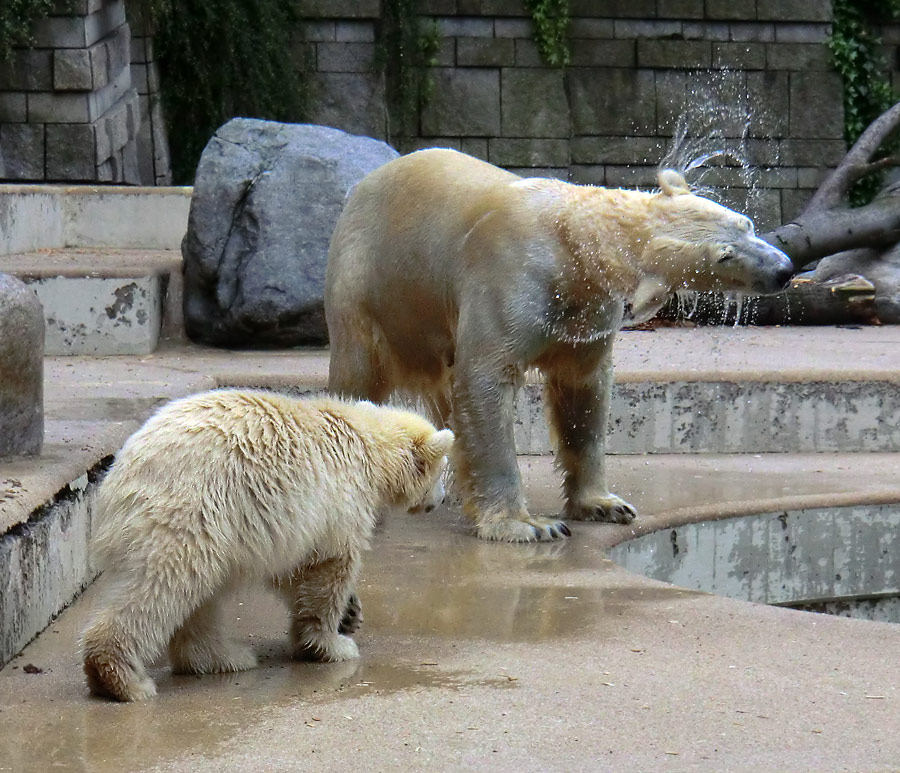 Eisbär am 7. Juni 2012 im Wuppertaler Zoo