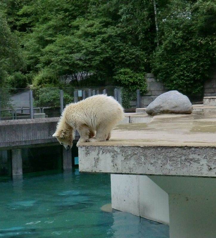 Eisbär am 7. Juni 2012 im Zoologischen Garten Wuppertal