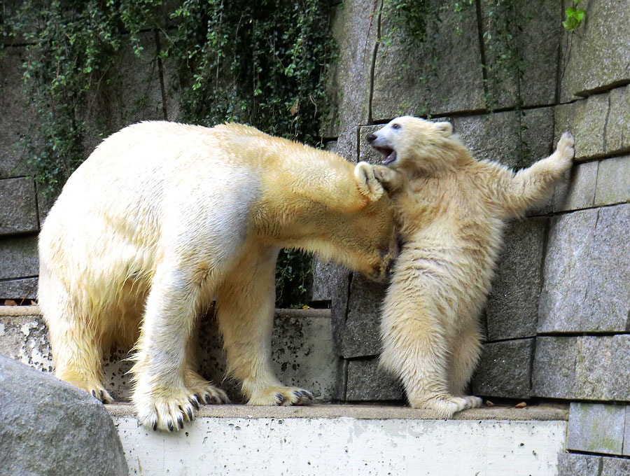 Eisbär am 7. Juni 2012 im Zoologischen Garten Wuppertal