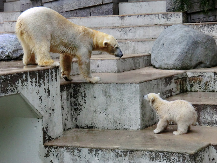 Eisbär am 7. Juni 2012 im Wuppertaler Zoo