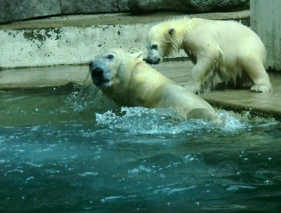 Eisbär am 7. Juni 2012 im Zoo Wuppertal