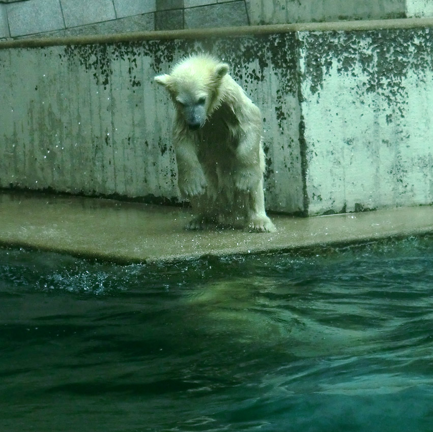 Eisbär am 7. Juni 2012 im Wuppertaler Zoo