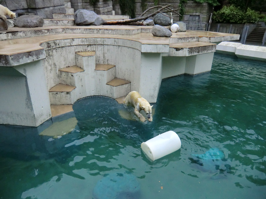 Eisbär am 7. Juni 2012 im Zoo Wuppertal