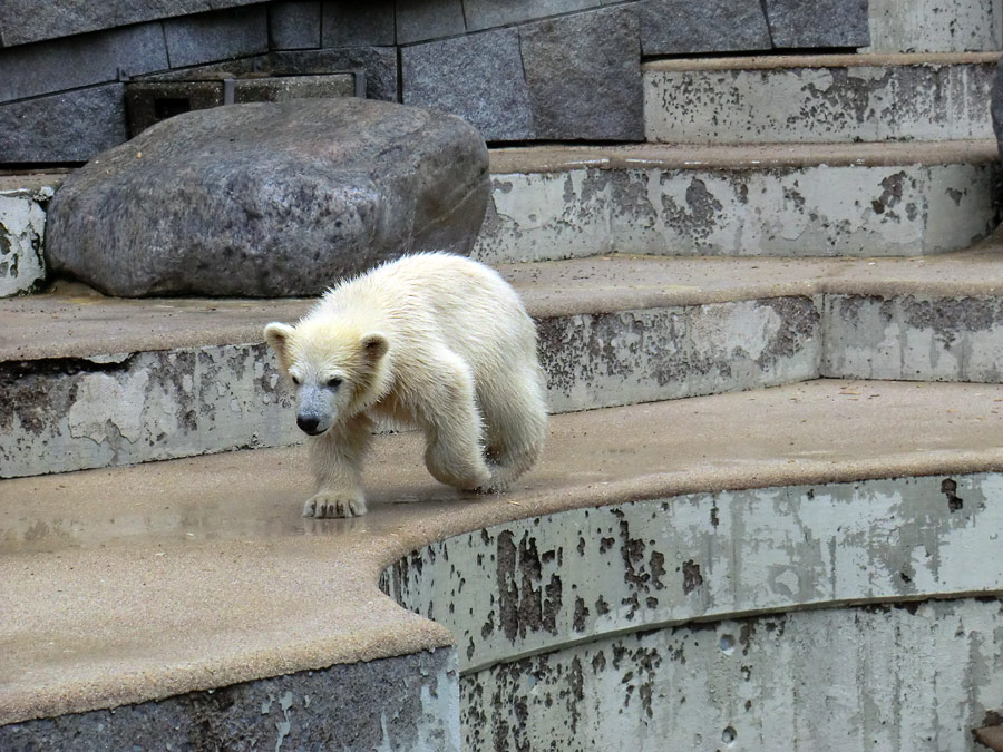 Eisbär am 7. Juni 2012 im Zoologischen Garten Wuppertal