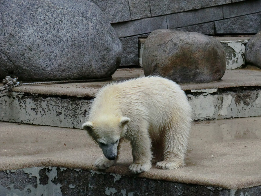 Eisbär am 7. Juni 2012 im Wuppertaler Zoo