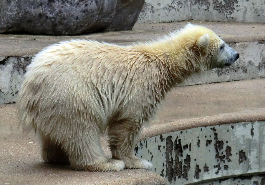 Eisbär am 7. Juni 2012 im Zoo Wuppertal