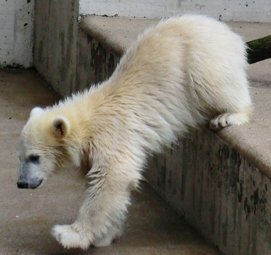 Eisbär am 7. Juni 2012 im Wuppertaler Zoo