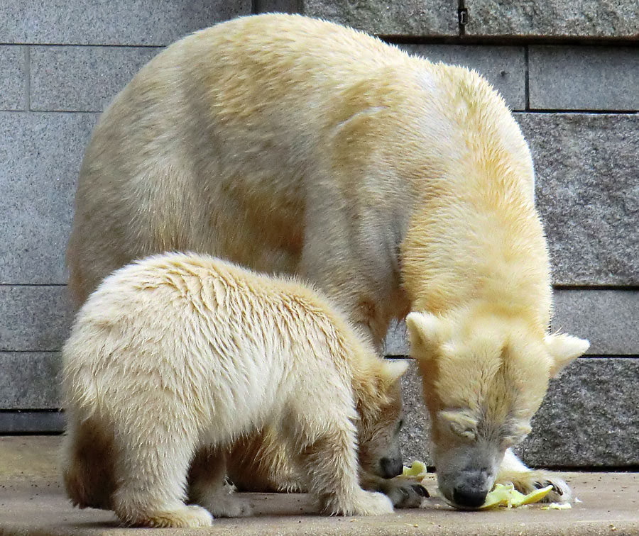 Eisbär am 7. Juni 2012 im Wuppertaler Zoo