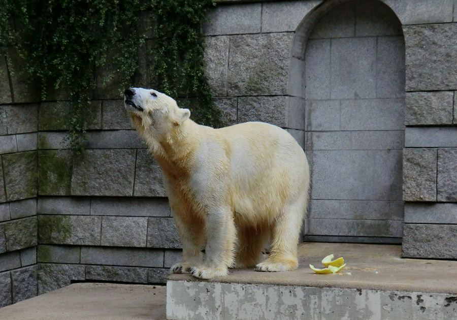 Eisbär am 7. Juni 2012 im Zoo Wuppertal