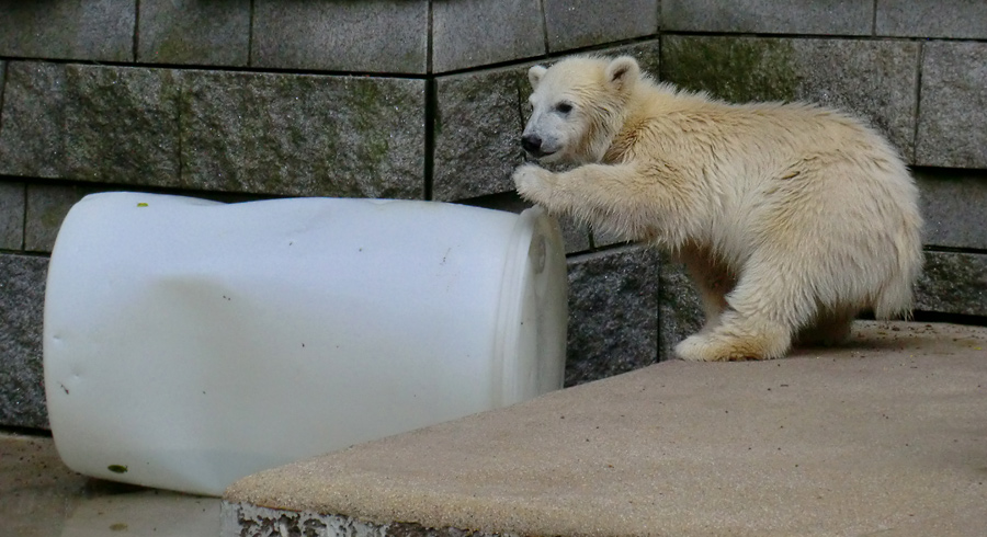 Eisbär am 7. Juni 2012 im Zoologischen Garten Wuppertal