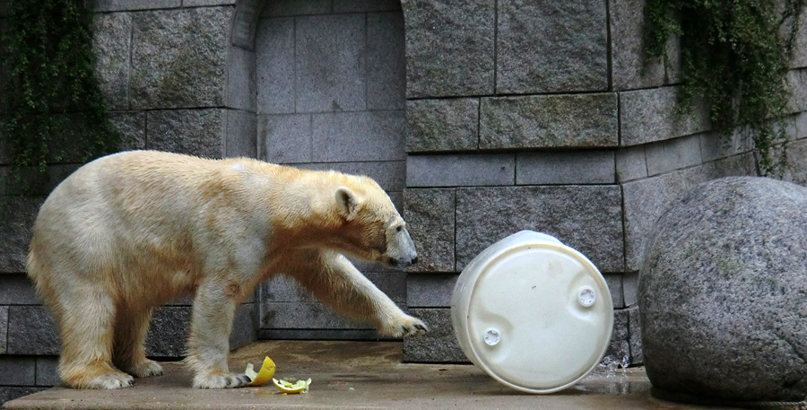 Eisbär am 7. Juni 2012 im Wuppertaler Zoo